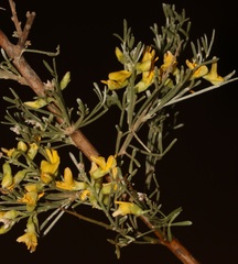 Calobota spinescens