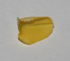 Calobota spinescens