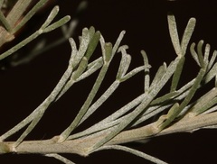 Calobota spinescens