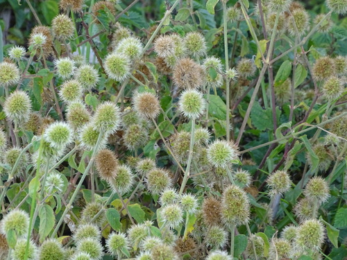 Cyathula uncinulata, photograph 4