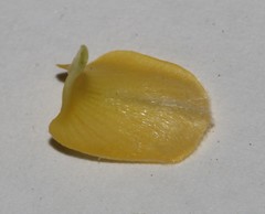 Calobota spinescens