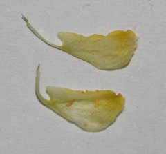 Calobota spinescens