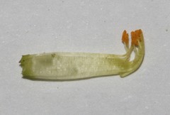 Calobota spinescens