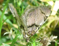 Anticlea derivata