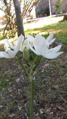 Ornithogalum arabicum