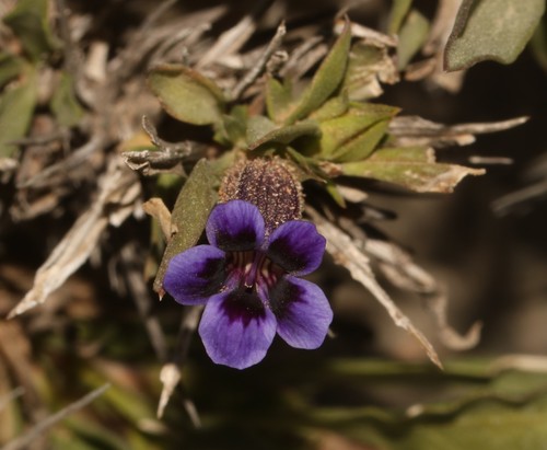 Aptosimum viscosum (Aptosimum viscosum)