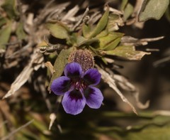 Aptosimum viscosum