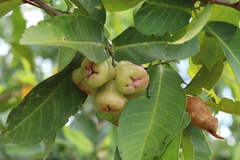 Image of Syzygium samarangense