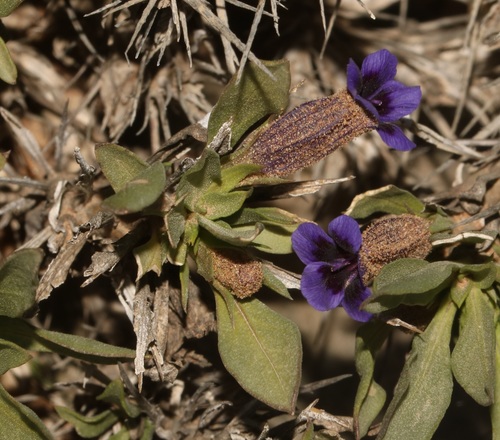 Image of Aptosimum viscosum by (c) Brian du Preez, some rights reserved (CC BY-SA)