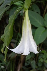Brugmansia arborea