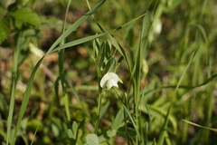 Lathyrus ochrus