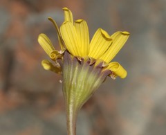 Crassothonna clavifolia