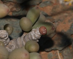 Crassothonna clavifolia