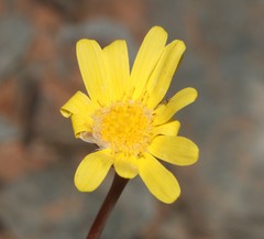 Crassothonna clavifolia