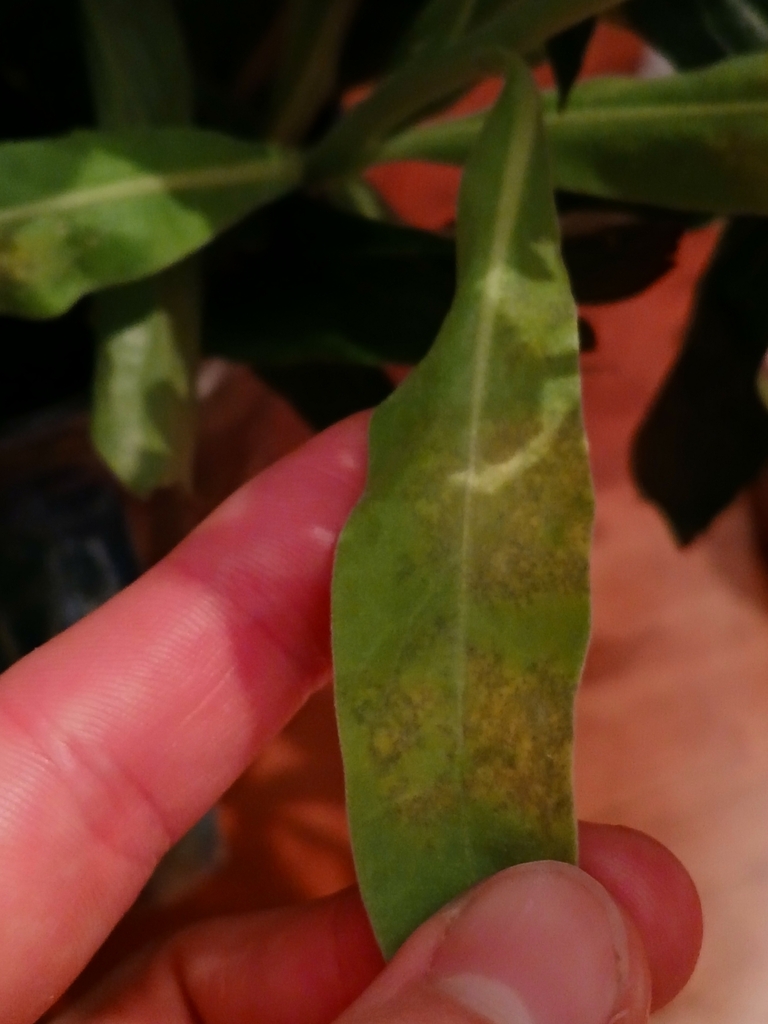Hyaloperonospora matthiolae