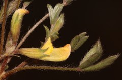 Lotononis strigillosa