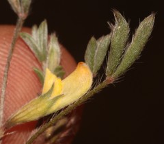 Lotononis strigillosa