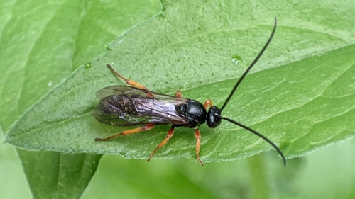 Spudaeus scaber