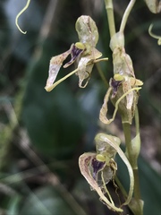 Pleurothallis phalangifera