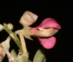 Indigofera pungens