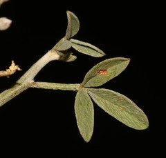 Indigofera pungens