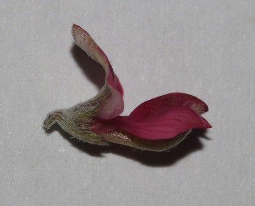 Image of Indigofera pungens by (c) Brian du Preez, some rights reserved (CC BY-SA)