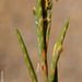 Thinleaf False Brome - Photo (c) Valter Jacinto, some rights reserved (CC BY-NC-SA)