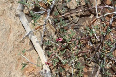 Indigofera pungens