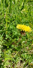Taraxacum officinale