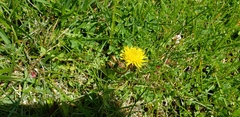 Taraxacum officinale