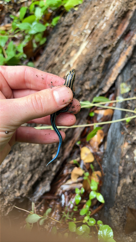 Common Five-lined Skink
