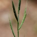 Purple False-Brome - Photo (c) Biopix, some rights reserved (CC BY-NC)