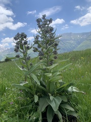 Solenanthus apenninus
