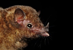 Choeroniscus godmani