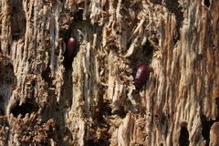 Uloma culinaris