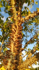 Ceiba schottii