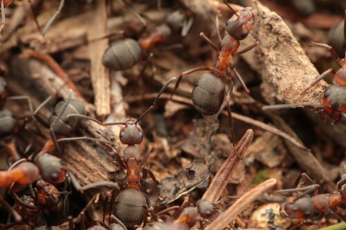 Formica polyctena