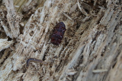Uloma culinaris