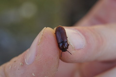 Uloma culinaris