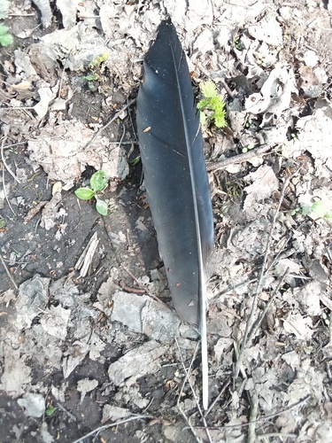 Plume de Grand Corbeau