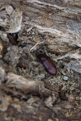 Uloma culinaris