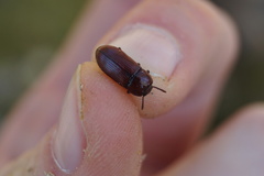 Uloma culinaris