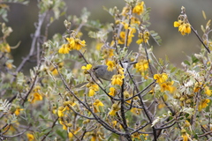Chlorodrepanis virens wilsoni