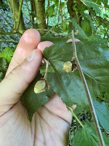 Filbert Bud Mite