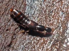 Gabrius splendidulus