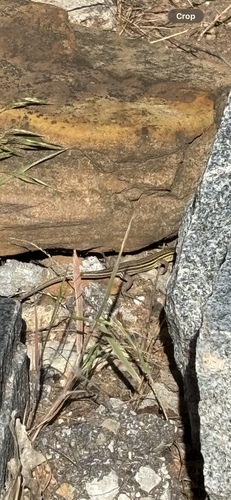 Six-lined Racerunner