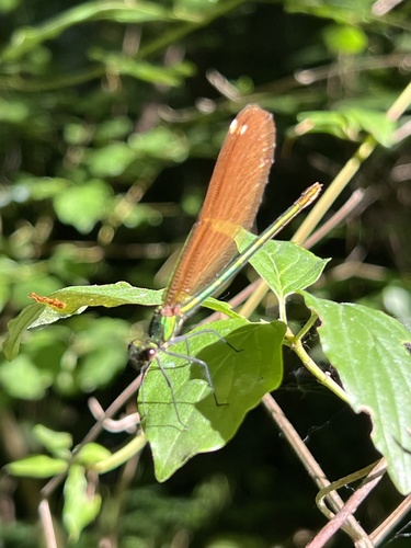 Beautiful Demoiselle
