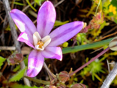 Brodiaea nana