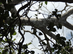 Albizia niopoides