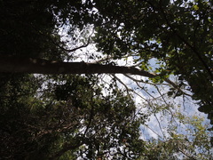 Albizia niopoides